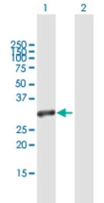 Western Blot: MRG-binding protein Antibody [H00055257-B01P]