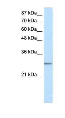 Western Blot: MRG-binding protein Antibody [NBP1-55331]