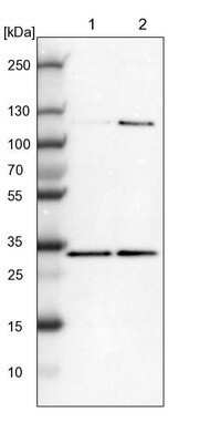 Western Blot: MRG-binding protein Antibody [NBP1-84936]