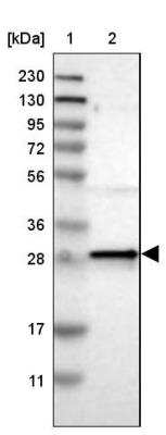 Western Blot: MRG-binding protein Antibody [NBP1-84936]