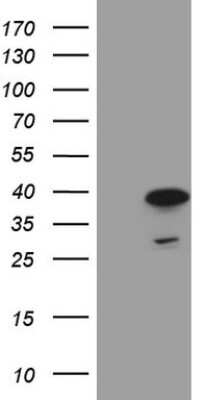 Western Blot: MRG15 Antibody (OTI5D2) [NBP2-45908]