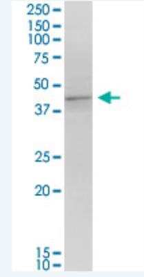 Western Blot: MRG15 Antibody (6B6) [H00010933-M01-100ug]