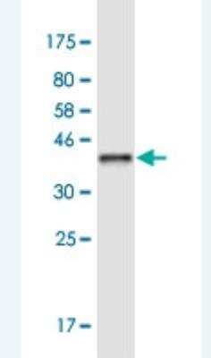 Western Blot: MRG15 Antibody (6B6) [H00010933-M01-100ug]