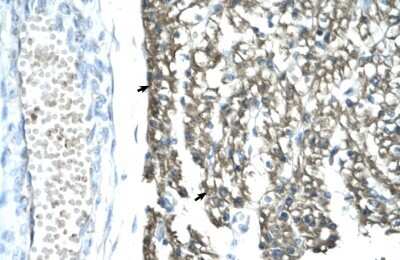 Immunohistochemistry-Paraffin: MRG15 Antibody [NBP1-57832]