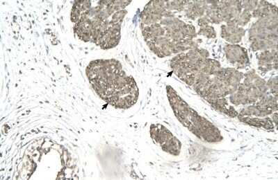 Immunohistochemistry-Paraffin: MRG15 Antibody [NBP1-57832]