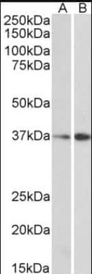 Western Blot: MRG15 Antibody [NB100-1307]