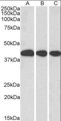 Western Blot: MRG15 Antibody [NB100-1307]