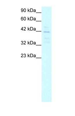 Western Blot: MRG15 Antibody [NBP1-57832]