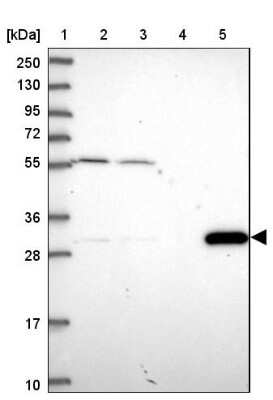 Western Blot: MRG15 Antibody [NBP1-84937]