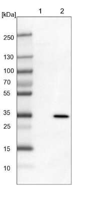 Western Blot: MRG15 Antibody [NBP1-84937]