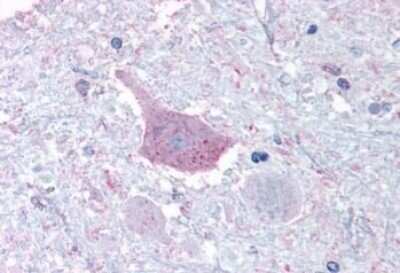 Immunohistochemistry-Paraffin: MRGPRD Antibody - BSA Free [NLS4128]