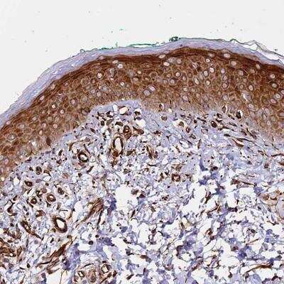 Immunohistochemistry-Paraffin: MRGPRE Antibody [NBP1-91962]