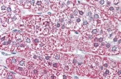 Immunohistochemistry-Paraffin: MRGPRF Antibody [NBP3-14410]