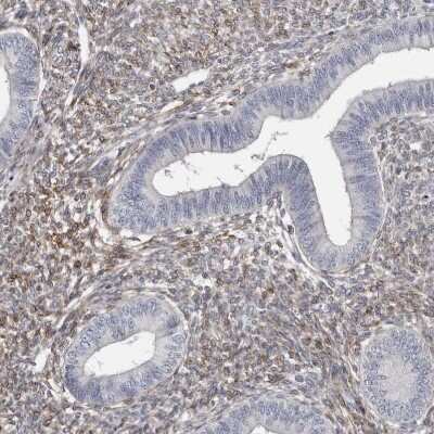 Immunohistochemistry: MRGPRF Antibody [NBP1-83341]