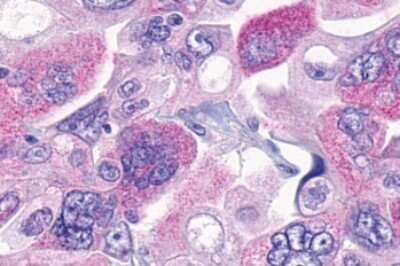 Immunohistochemistry-Paraffin: MRGPRF Antibody - BSA Free [NLS2173]