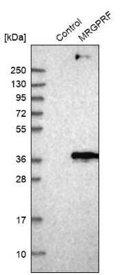 Western Blot: MRGPRF Antibody [NBP1-83341]