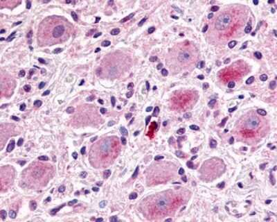 Immunohistochemistry-Paraffin: MRGX1 Antibody - BSA Free [NLS2756]