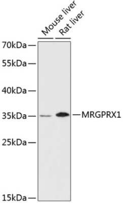 Western Blot: MRGX1 AntibodyAzide and BSA Free [NBP2-94415]