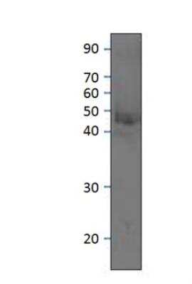 Western Blot: MRGX1 Antibody [NBP3-12475]