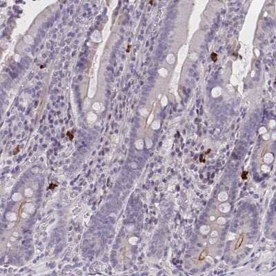 Immunohistochemistry-Paraffin: MRGX2 Antibody [NBP2-33744]