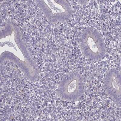 Immunohistochemistry-Paraffin: MRGX2 Antibody [NBP2-33744]