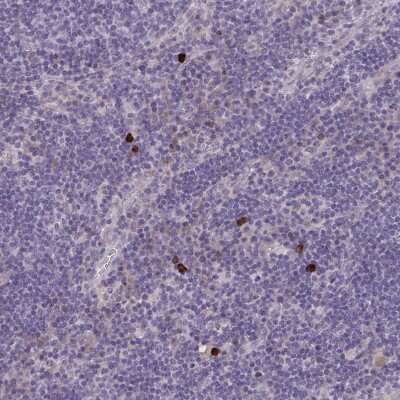 Immunohistochemistry-Paraffin: MRGX2 Antibody [NBP2-33744]