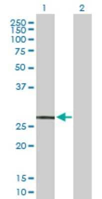 Western Blot: MRGX2 Antibody [H00117194-B02P]