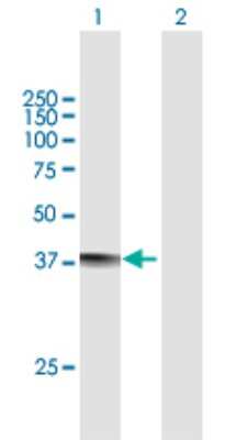 Western Blot: MRM1 Antibody [H00079922-B01P]