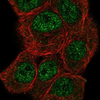 Immunocytochemistry/ Immunofluorescence: MROH6 Antibody [NBP2-49541]