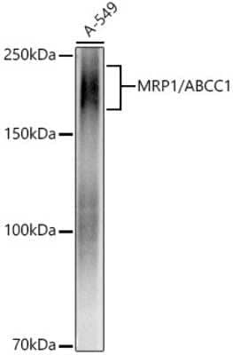 Western Blot: MRP1 Antibody (0J6M2) [NBP3-16096]