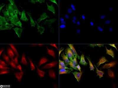 Immunocytochemistry/ Immunofluorescence: MRP1 Antibody (IU2H10) - Azide and BSA Free [NBP2-80857]