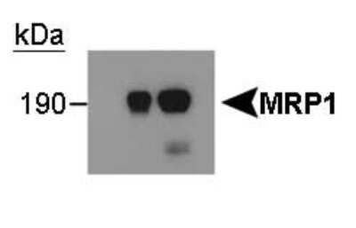 Western Blot: MRP1 Antibody (IU2H10)BSA Free [NB400-156]