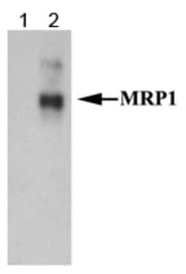 Western Blot: MRP1 Antibody (IU5C1)BSA Free [NB110-57131]