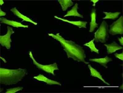 Immunocytochemistry/ Immunofluorescence: MRP2 Antibody (2H6) [H00001244-M02]