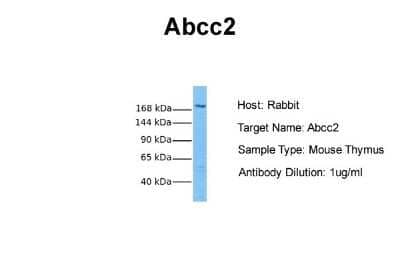 Western Blot: MRP2 Antibody [NBP1-69023]