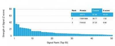 Protein Array: MRP3 Antibody (ABCC3/2971) [NBP2-79703]