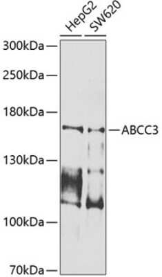 Western Blot: MRP3 AntibodyBSA Free [NBP2-93437]