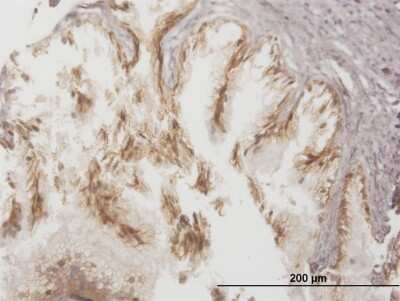 Immunohistochemistry-Paraffin: MRP4/ABCC4 Antibody (1B2) [H00010257-M03]
