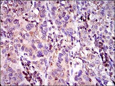 Immunohistochemistry-Paraffin: MRP4/ABCC4 Antibody (2D2A9) - BSA Free [NBP2-37350]