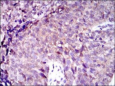 Immunohistochemistry-Paraffin: MRP4/ABCC4 Antibody (2D2A9) - BSA Free [NBP2-37350]