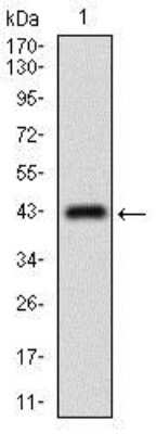 Western Blot: MRP4/ABCC4 Antibody (2D2A9)BSA Free [NBP2-37350]