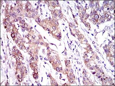 Immunohistochemistry-Paraffin: MRP4/ABCC4 Antibody (6A7H3) - BSA Free [NBP2-37347]
