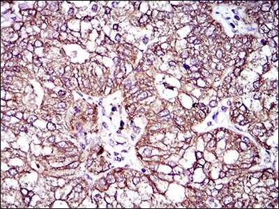 Immunohistochemistry-Paraffin: MRP4/ABCC4 Antibody (6A7H3) - BSA Free [NBP2-37347]