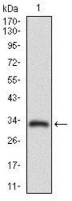 Western Blot: MRP4/ABCC4 Antibody (6A7H3)BSA Free [NBP2-37347]