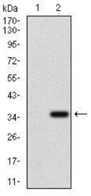 Western Blot: MRP4/ABCC4 Antibody (6A7H3)BSA Free [NBP2-37347]