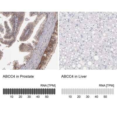 Immunohistochemistry-Paraffin: MRP4/ABCC4 Antibody [NBP1-84782]