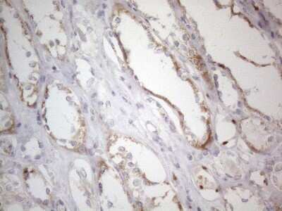 Immunohistochemistry: MRPL10 Antibody (OTI2B4) [NBP2-45910]