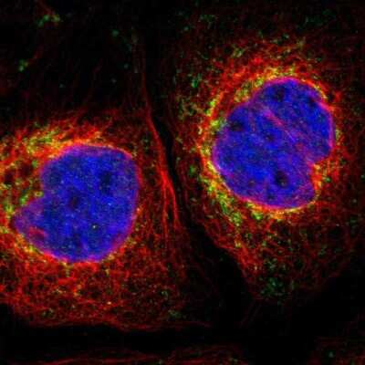 Immunocytochemistry/ Immunofluorescence: MRPL10 Antibody [NBP1-82858]