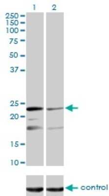 Western Blot: MRPL12 Antibody (3B12-1A3) [H00006182-M01]