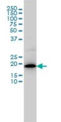 Western Blot: MRPL12 Antibody (3B12-1A3) [H00006182-M01]